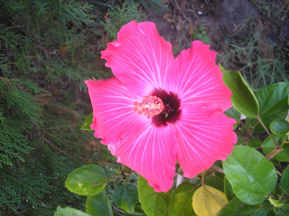 Photo of Tropical Hibiscus (Hibiscus rosa-sinensis 'Painted Lady') uploaded by Blondmyk