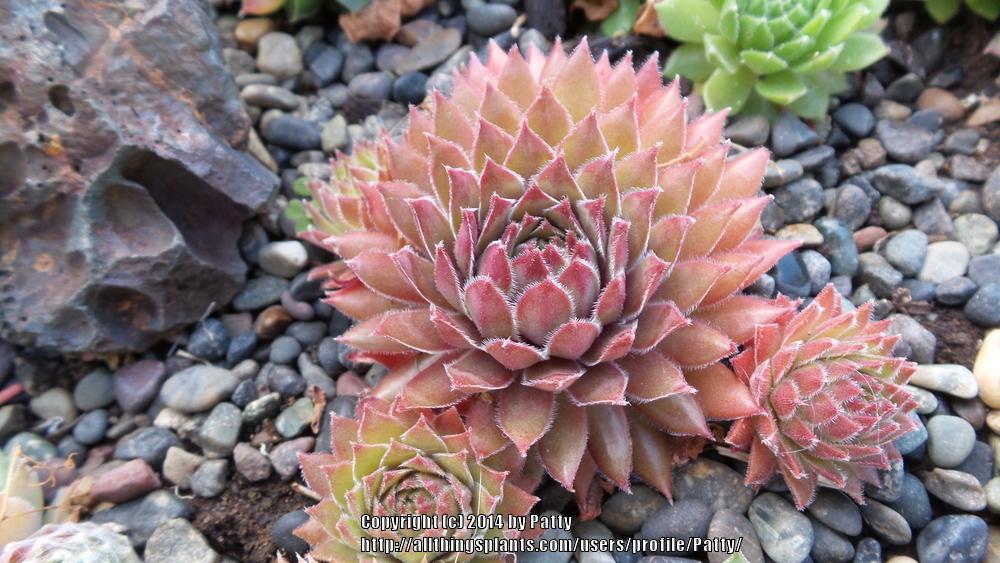 Photo of Hen and Chicks (Sempervivum 'Pacific Charm') uploaded by Patty