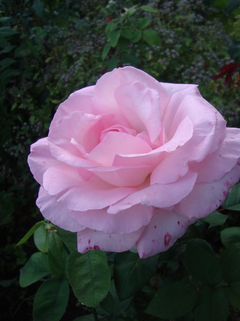 Photo of Rose (Rosa 'Grand Siecle') uploaded by Paul2032