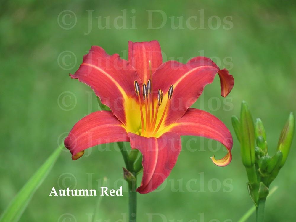 Photo of Daylily (Hemerocallis 'Autumn Red') uploaded by jnduclos