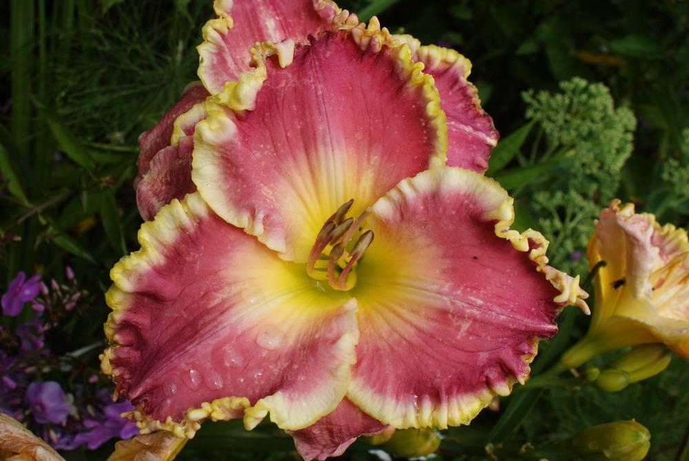 Photo of Daylily (Hemerocallis 'Rose Sensation') uploaded by lagrato