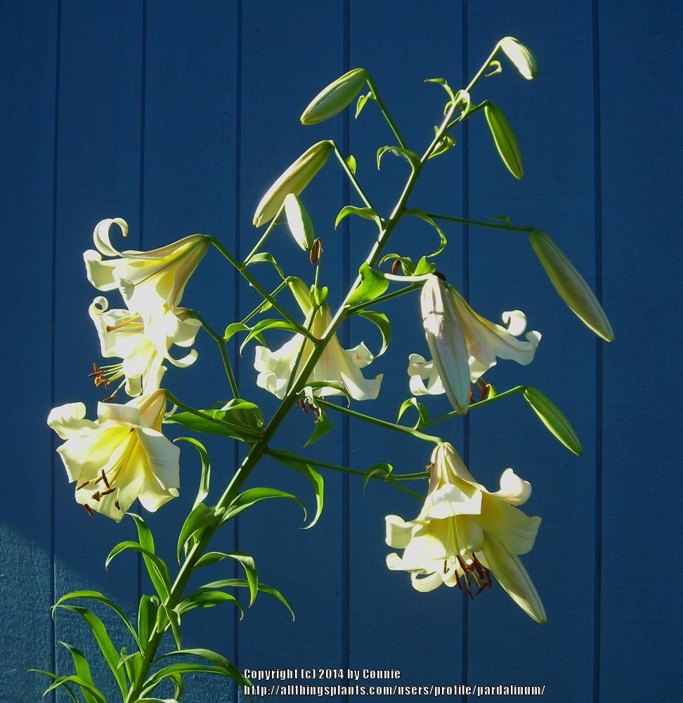 Photo of Lily (Lilium 'Opulent') uploaded by pardalinum