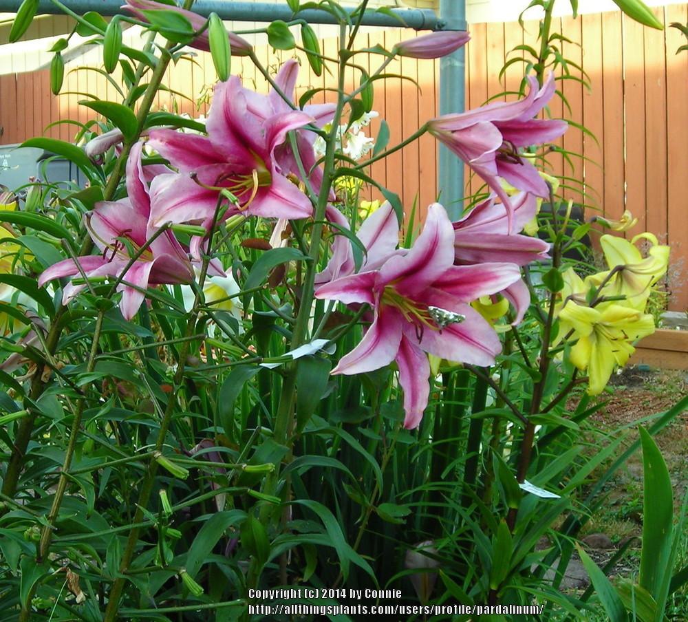 Photo of Lily (Lilium 'Purple King') uploaded by pardalinum
