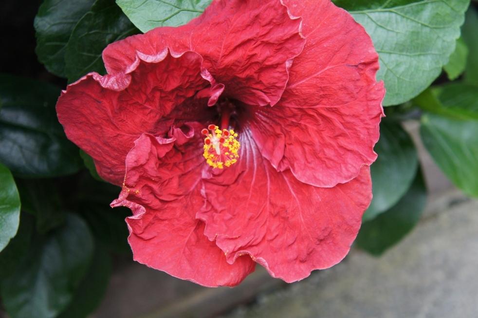 Photo of Tropical Hibiscus (Hibiscus rosa-sinensis 'Kiss and Tell') uploaded by skylark