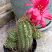 My "Rose Quartz" cactus.  I'm amazed how easily it's propagated t