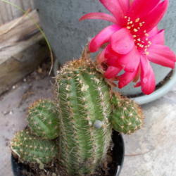 Location: Blondmyk's Backyard, Corpus Christi, TX
Date: 2014-09-07
My "Rose Quartz" cactus.  I'm amazed how easily it's propagated t