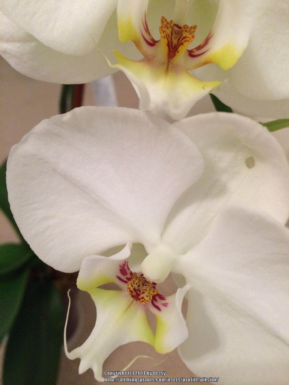 Photo of White Moth Orchid (Phalaenopsis amabilis) uploaded by piksihk