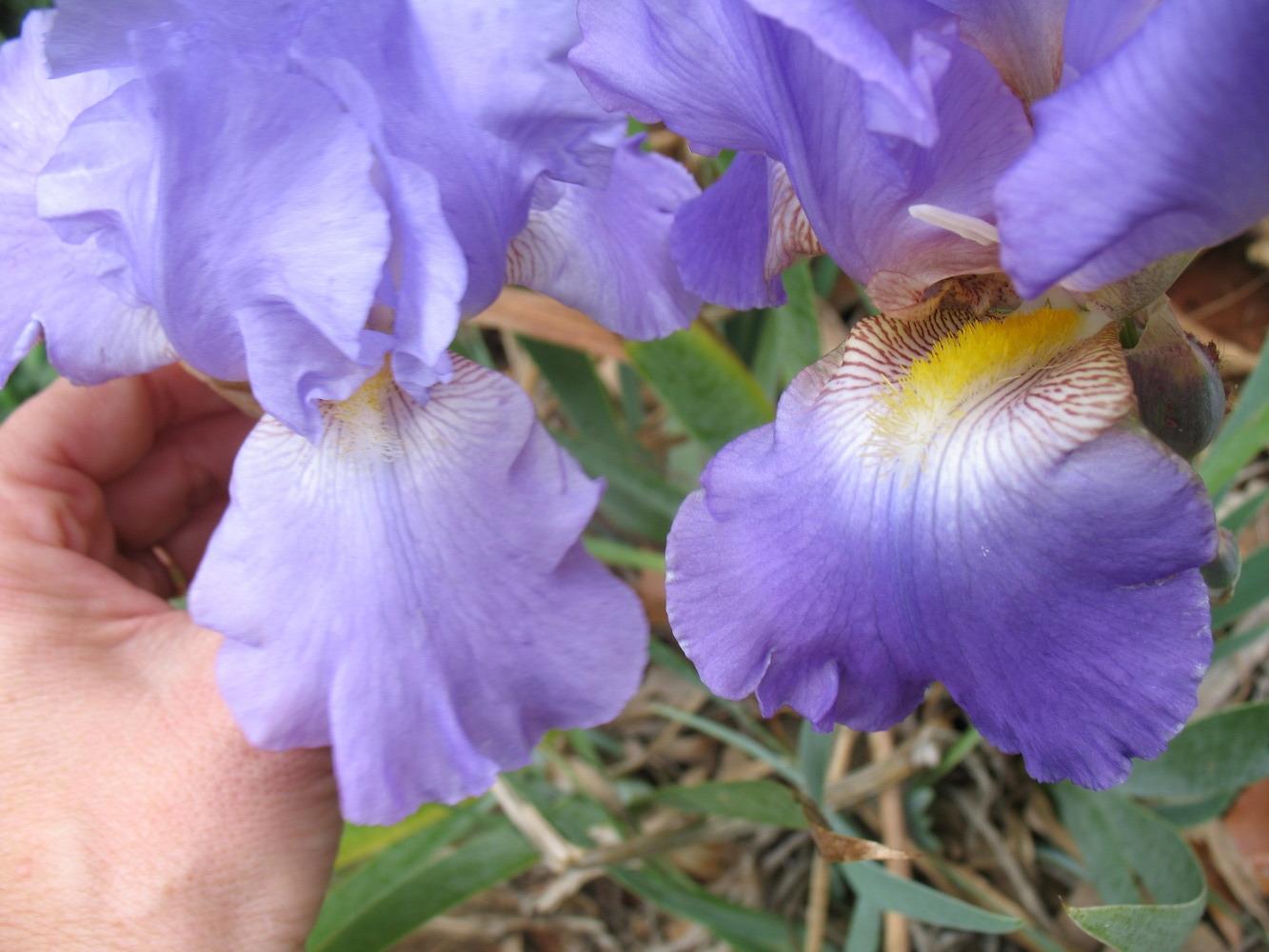 Photo of Tall Bearded Iris (Iris 'Dorcas Lives Again') uploaded by Gerie