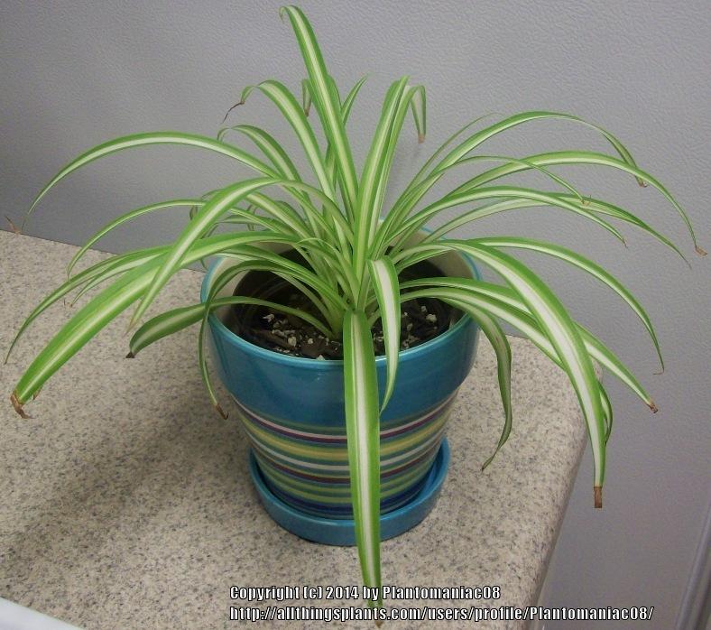 Photo of Spider Plant (Chlorophytum comosum) uploaded by Plantomaniac08
