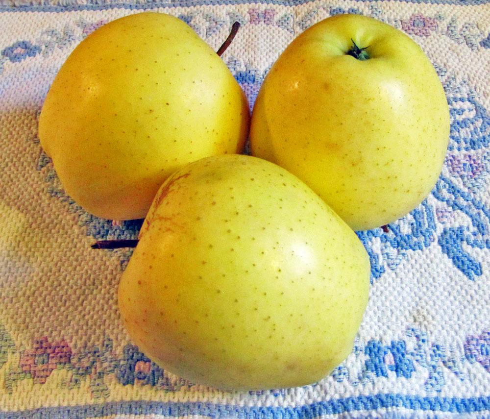 Photo of Apple (Malus domestica 'Golden Delicious') uploaded by TBGDN