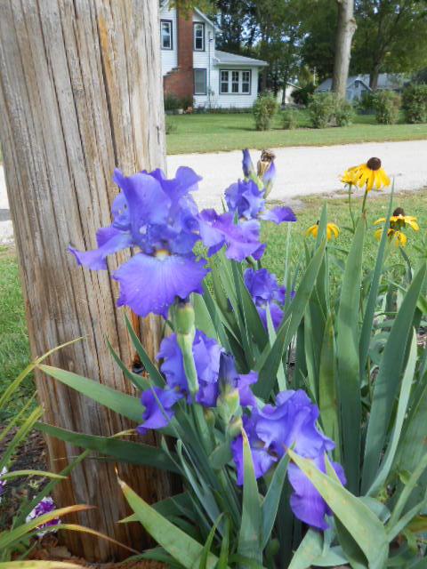 Photo of Tall Bearded Iris (Iris 'Feed Back') uploaded by crowrita1