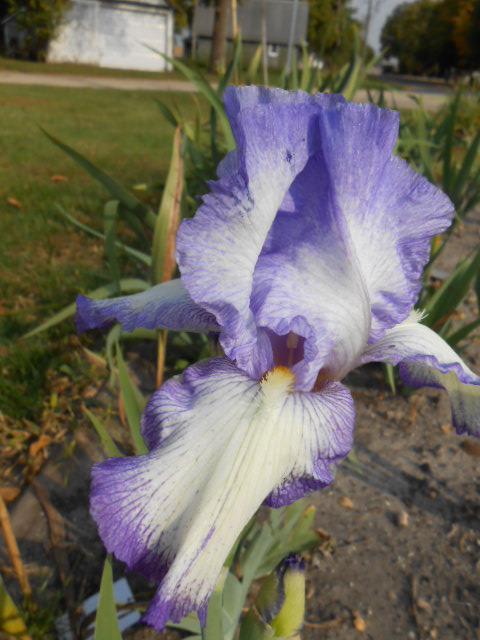 Photo of Tall Bearded Iris (Iris 'Earl of Essex') uploaded by crowrita1