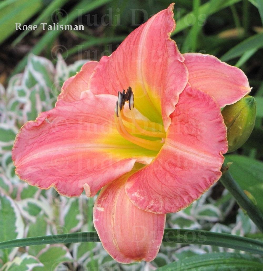 Photo of Daylily (Hemerocallis 'Rose Talisman') uploaded by jnduclos
