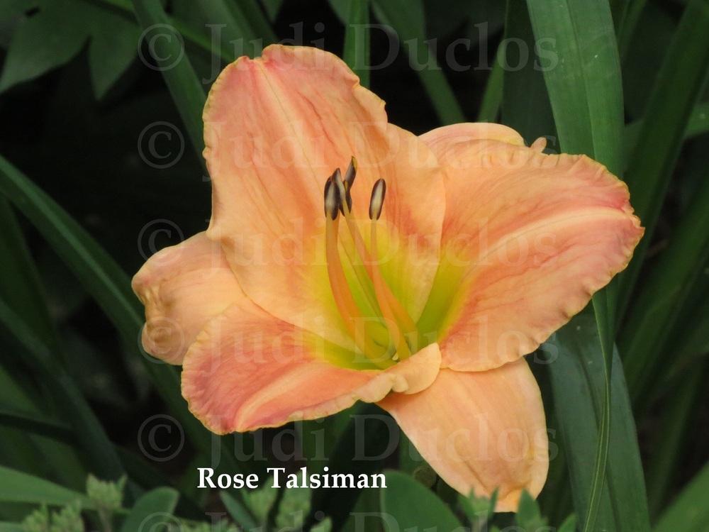 Photo of Daylily (Hemerocallis 'Rose Talisman') uploaded by jnduclos