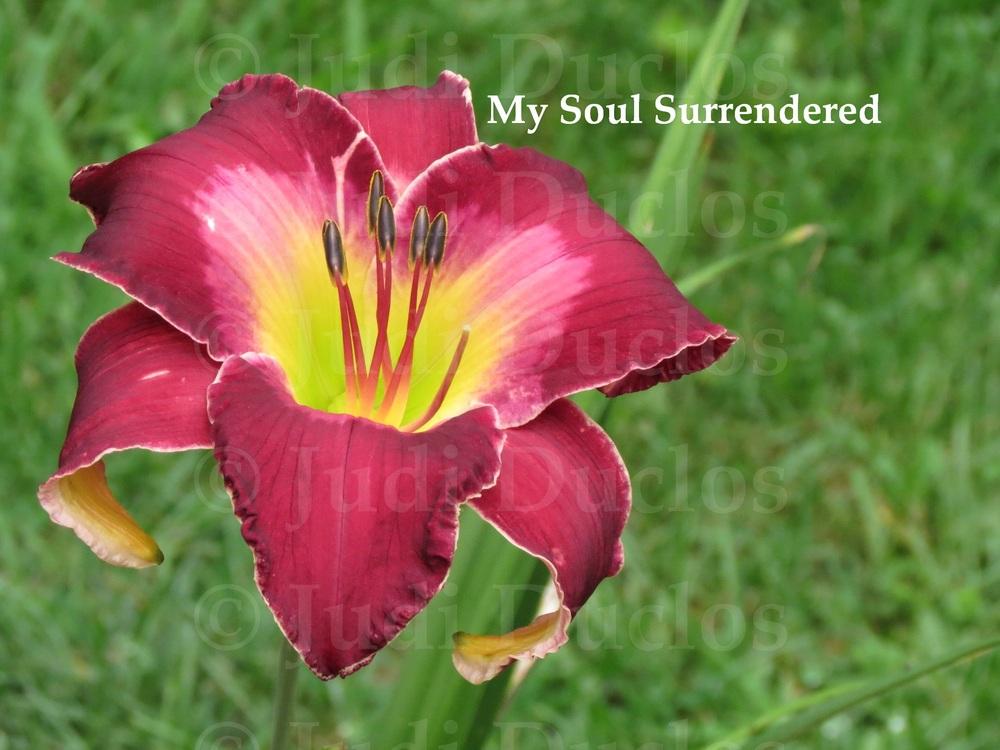 Photo of Daylily (Hemerocallis 'My Soul Surrendered') uploaded by jnduclos