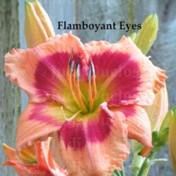 Location: Saratoga Springs NY
Date: 2013-07-08
Flamboyant Eyes
