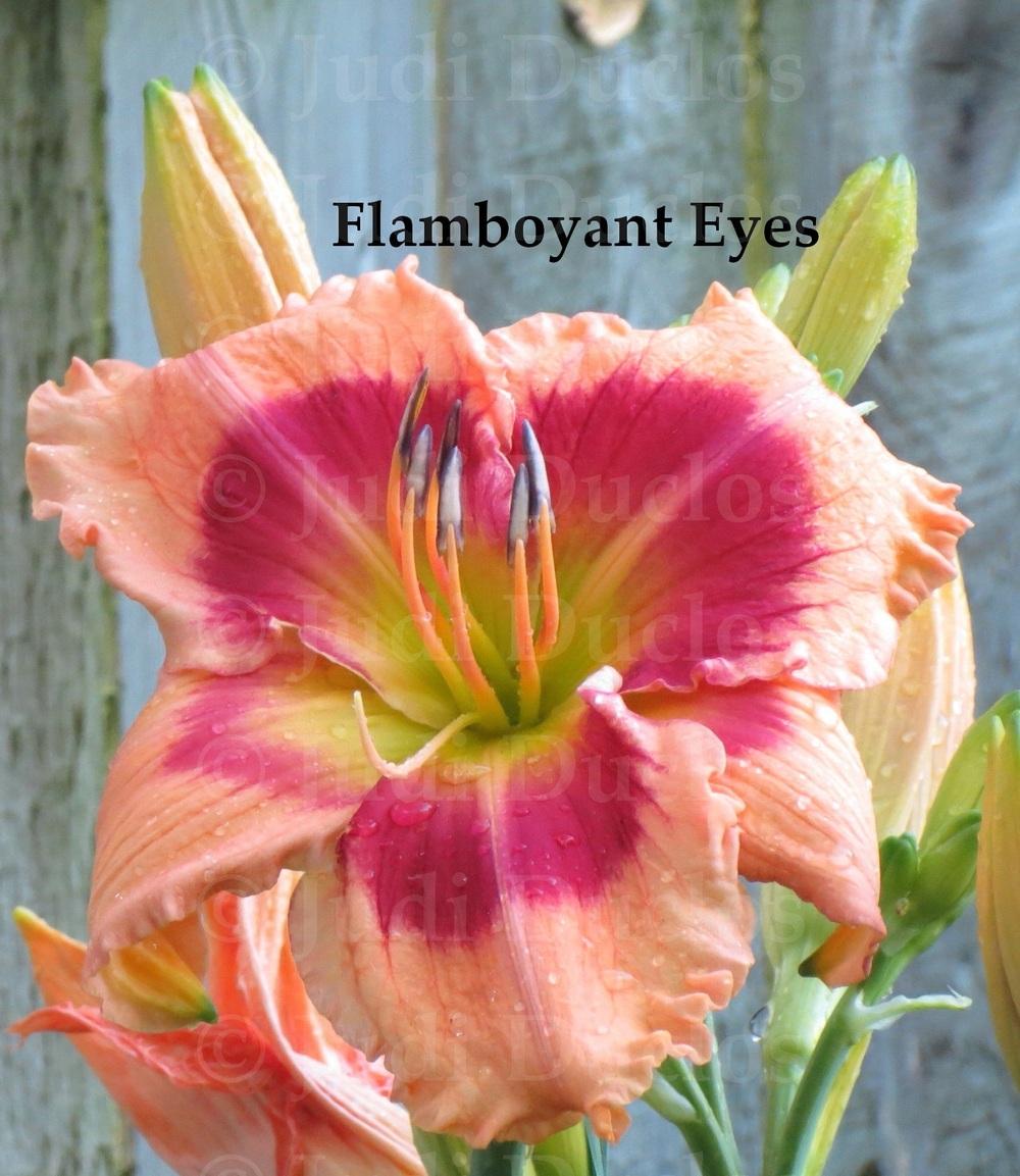 Photo of Daylily (Hemerocallis 'Flamboyant Eyes') uploaded by jnduclos