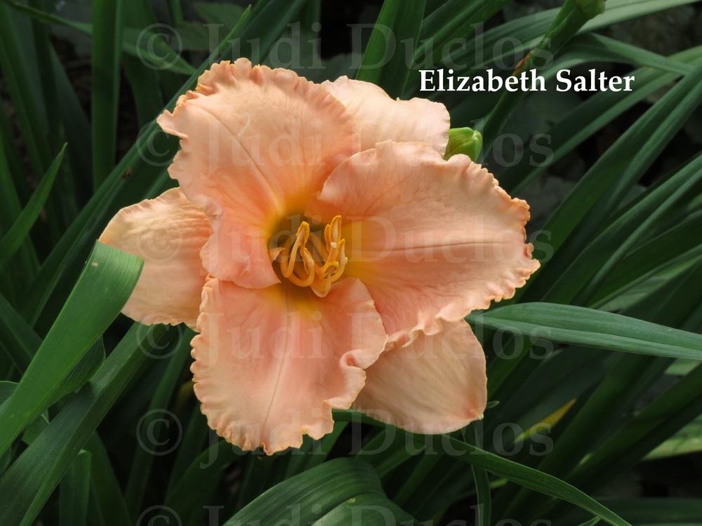 Photo of Daylily (Hemerocallis 'Elizabeth Salter') uploaded by jnduclos