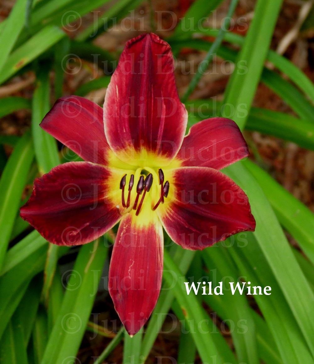Photo of Daylily (Hemerocallis 'Wild Wine') uploaded by jnduclos