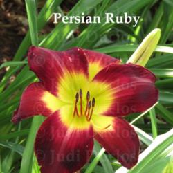 Location: Saratoga Springs NY
Date: 2014-07-16
Persian Ruby