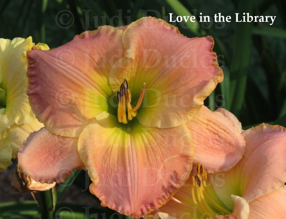 Photo of Daylily (Hemerocallis 'Love in the Library') uploaded by jnduclos