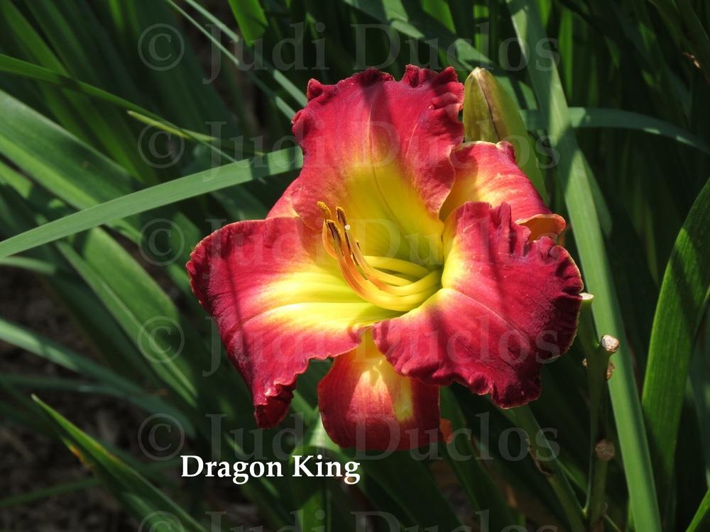 Photo of Daylily (Hemerocallis 'Dragon King') uploaded by jnduclos