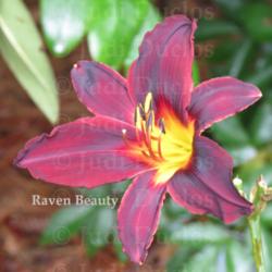 Location: Saratoga Springs NY
Date: 2013-07-14
Raven Beauty