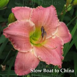 Location: Saratoga Springs NY
Date: 2014-07-21
Slow Boat to China