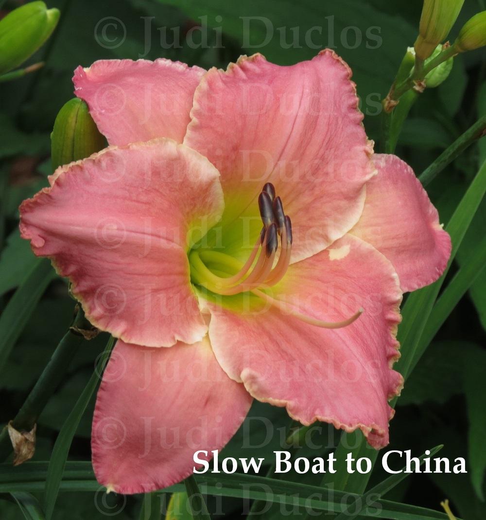 Photo of Daylily (Hemerocallis 'Slow Boat to China') uploaded by jnduclos