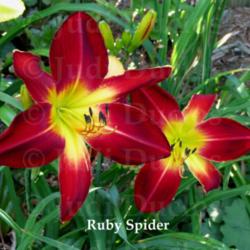 Location: Saratoga Springs NY
Date: 2014-07-26
Ruby Spider