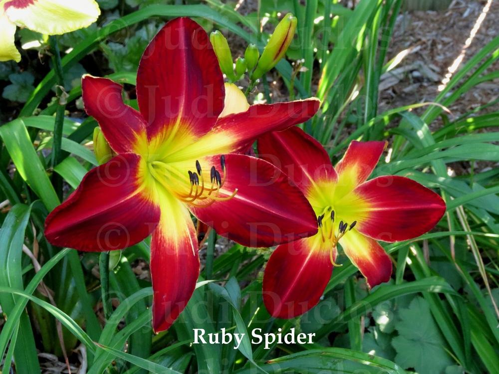 Photo of Daylily (Hemerocallis 'Ruby Spider') uploaded by jnduclos