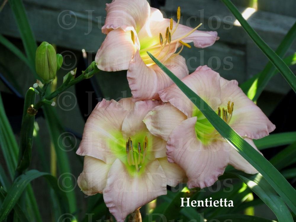 Photo of Daylily (Hemerocallis 'Hentietta') uploaded by jnduclos
