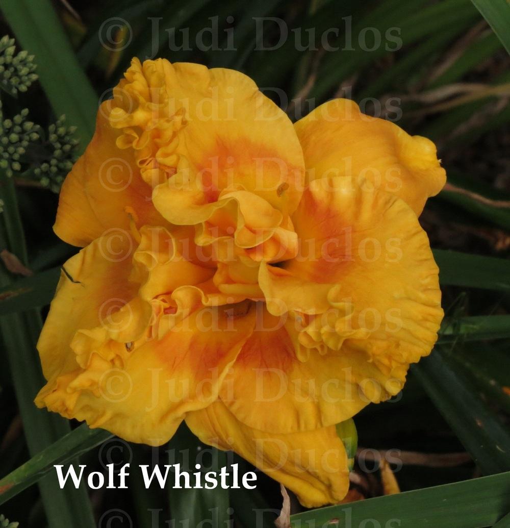 Photo of Daylily (Hemerocallis 'Wolf Whistle') uploaded by jnduclos