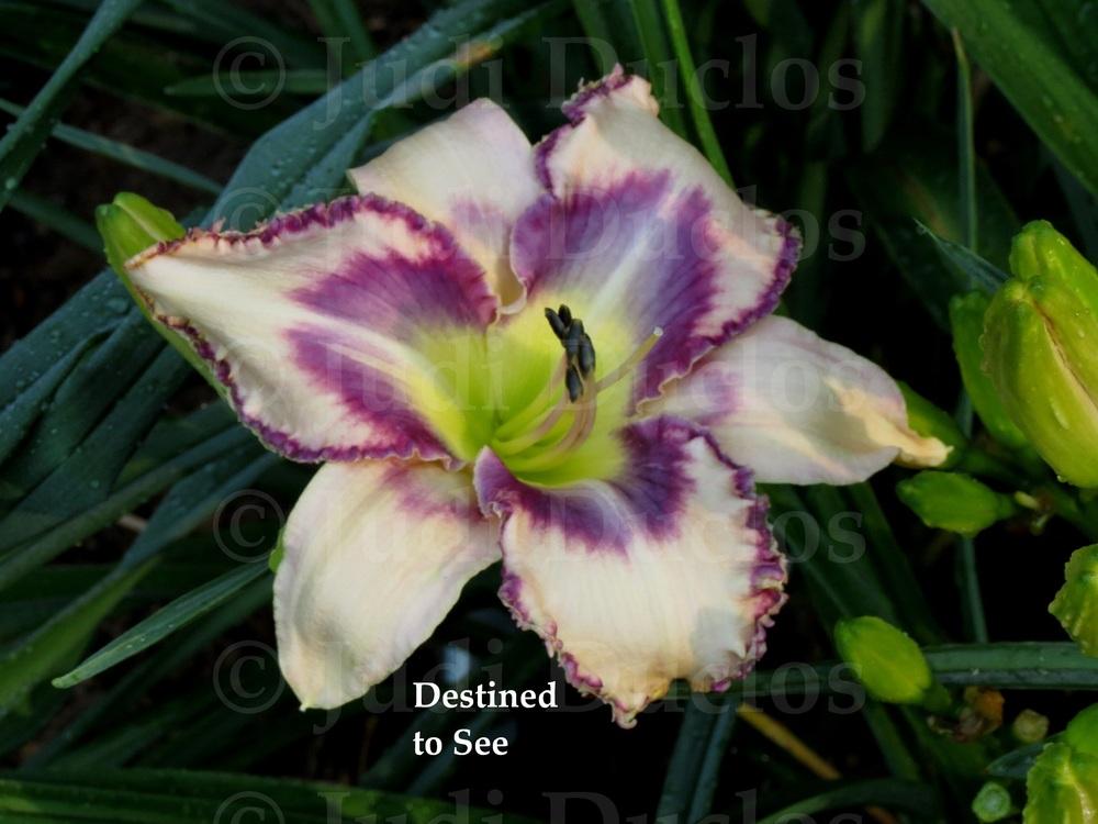 Photo of Daylily (Hemerocallis 'Destined to See') uploaded by jnduclos