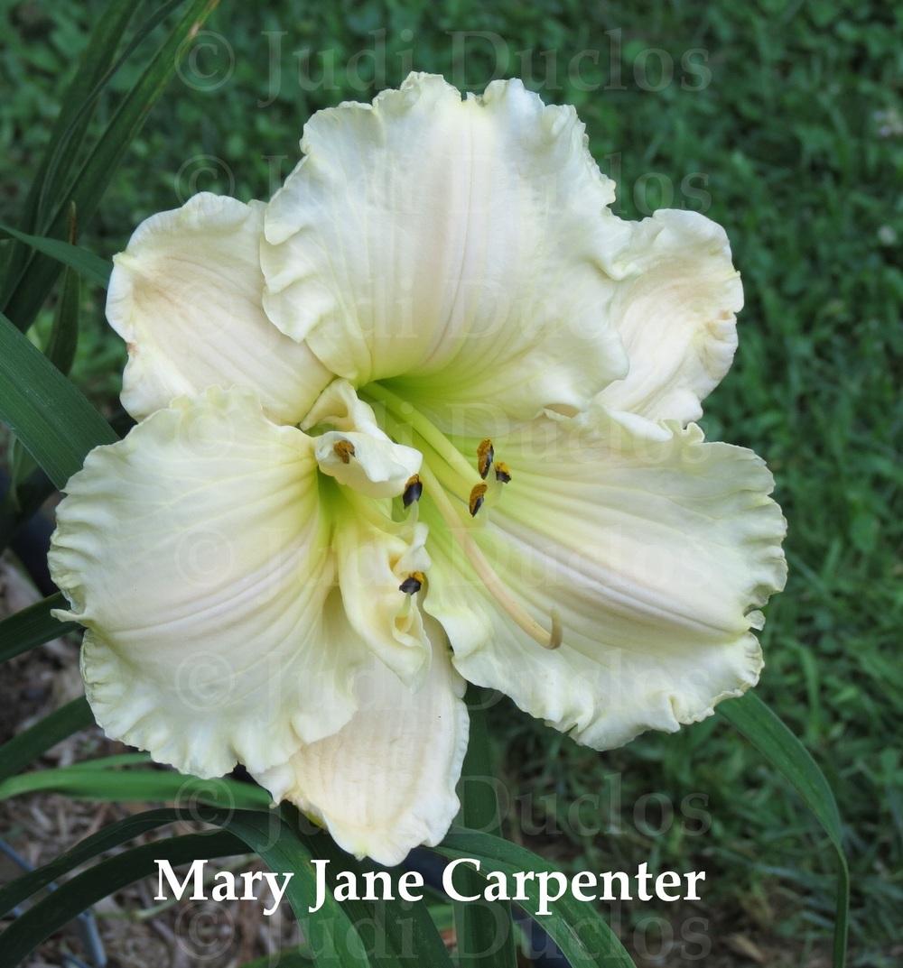 Photo of Daylily (Hemerocallis 'Mary Jane Carpenter') uploaded by jnduclos