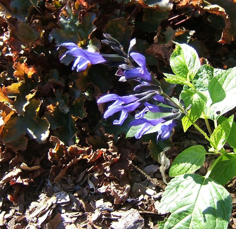 Photo of Anise-Scented Sage (Salvia coerulea 'Black and Blue') uploaded by pirl