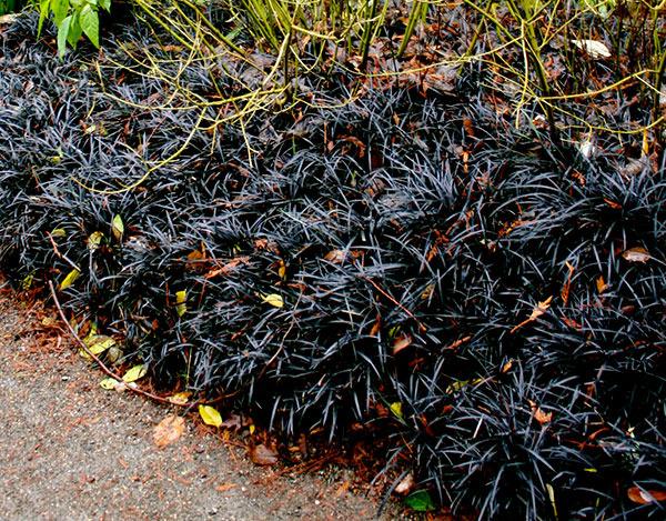 Photo of Black Mondo Grass (Ophiopogon planiscapus 'Kokuryu') uploaded by Calif_Sue