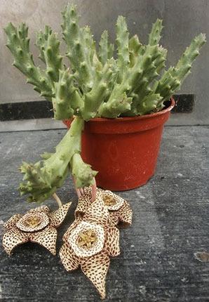 Photo of Starfish Cactus (Ceropegia mixta) uploaded by Calif_Sue