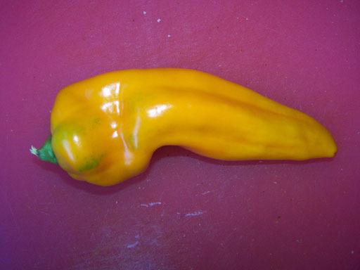 Photo of Sweet Pepper (Capsicum annuum 'Golden Treasure') uploaded by DonShirer