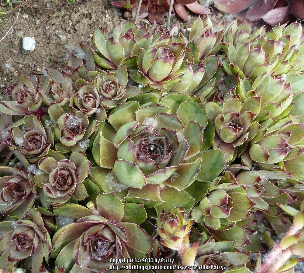 Photo of Hen and Chicks (Sempervivum 'Watermelon Rind') uploaded by Patty