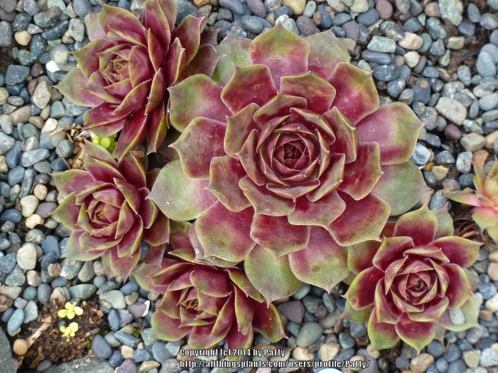 Photo of Hen and Chicks (Sempervivum 'Fame') uploaded by Patty