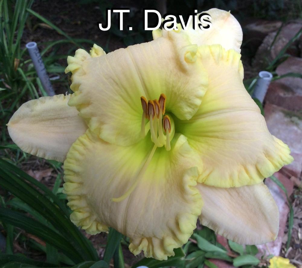 Photo of Daylily (Hemerocallis 'J.T. Davis') uploaded by kidfishing