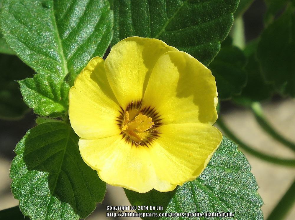 Photo of Yellow Buttercup (Turnera subulata) uploaded by plantladylin