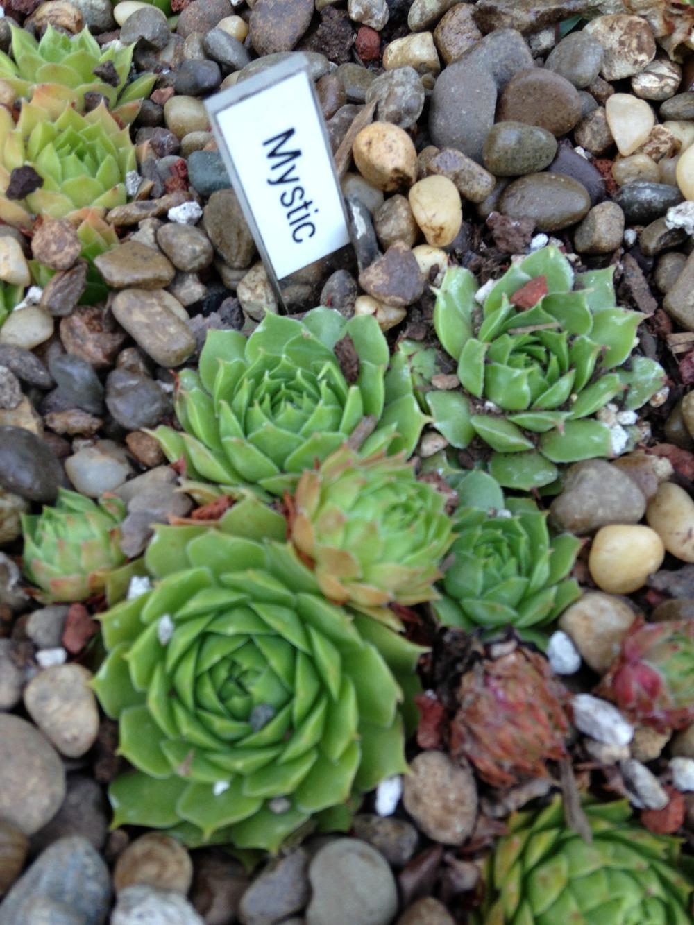 Photo of Hen and Chicks (Sempervivum 'Mystic') uploaded by webesemps