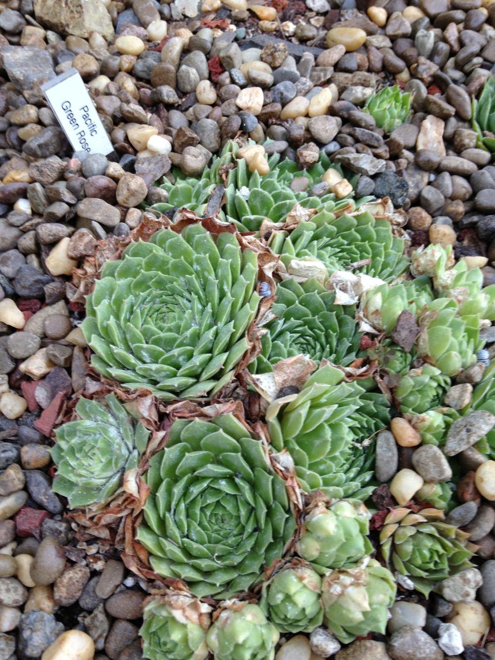 Photo of Hen and Chicks (Sempervivum 'Pacific Green Rose') uploaded by webesemps