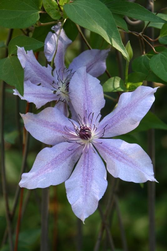 Photo of Clematis Moonfleet™ uploaded by Calif_Sue