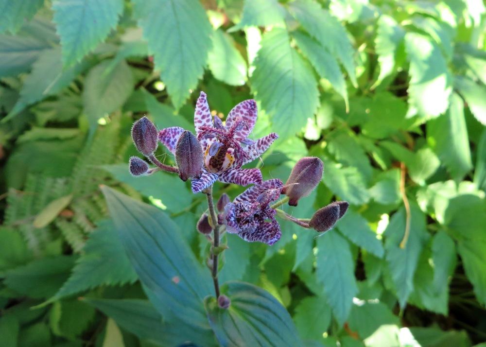 Photo of Empress Toad Lily (Tricyrtis 'Empress') uploaded by foraygardengirl
