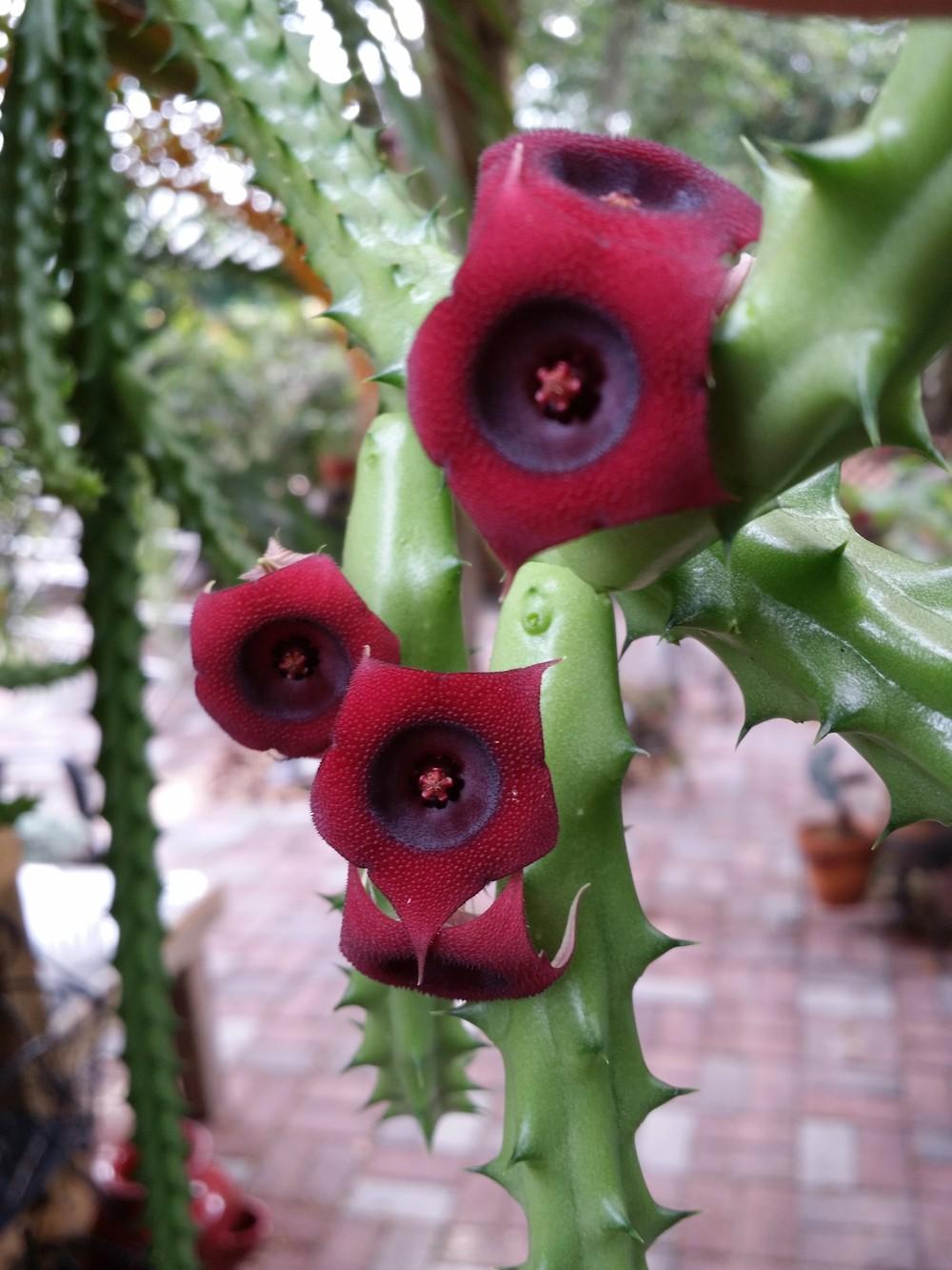 Photo of Huernia (Ceropegia 'Red Dragon Flower') uploaded by orchidgal