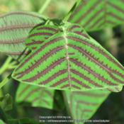 The common name of Butterfly Plant, because the leaf resembles th