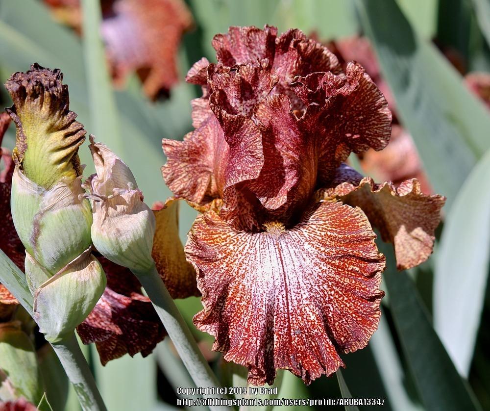 Photo of Tall Bearded Iris (Iris 'American Original') uploaded by ARUBA1334